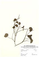 藏品(乞食碗)的圖片